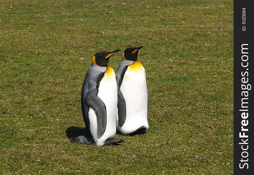 King penguin pair enjoying the sun and serenity. King penguin pair enjoying the sun and serenity