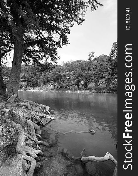 Cedar tree forrest growing along Guadalupe River in Texas. Cedar tree forrest growing along Guadalupe River in Texas