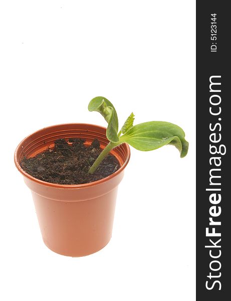 Seedling in pot isolated on a white background. Seedling in pot isolated on a white background