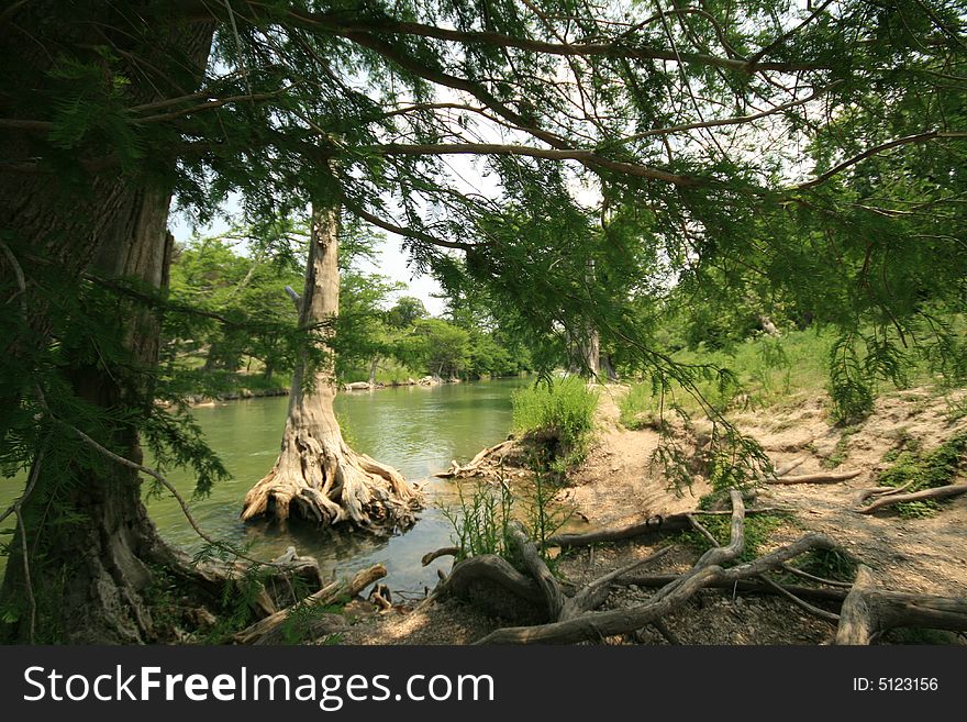 Cedar Tree on Guadalupe River