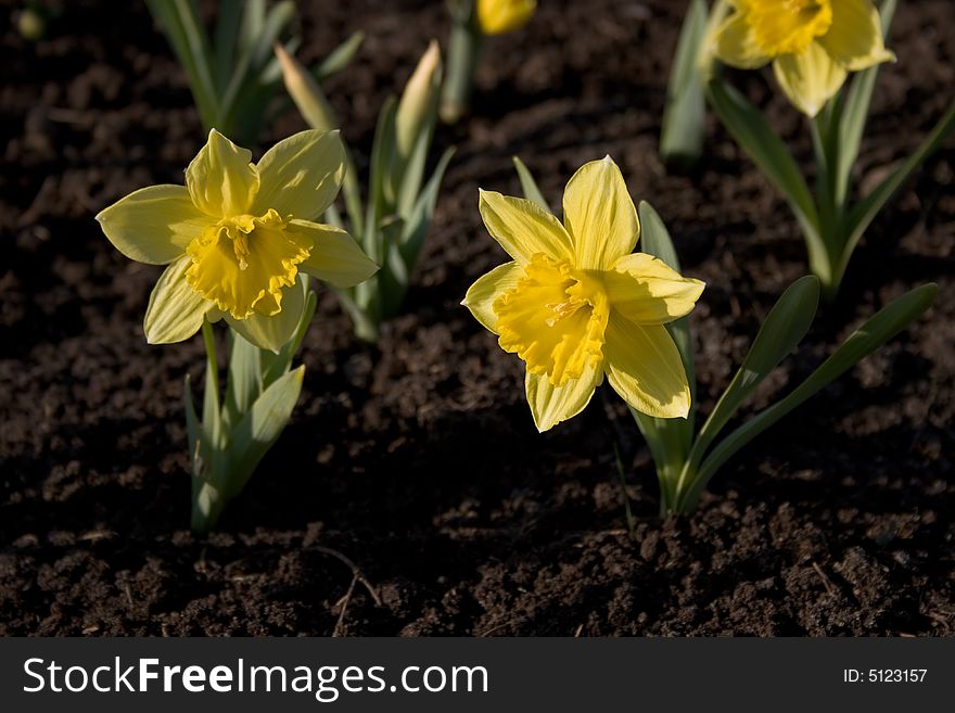 Two daffodils shined by sun