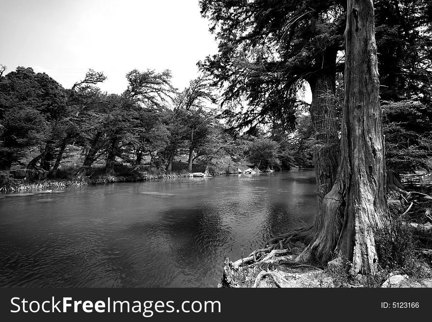 Mature cedar tree growing along Guadalupe River in Texas. Mature cedar tree growing along Guadalupe River in Texas