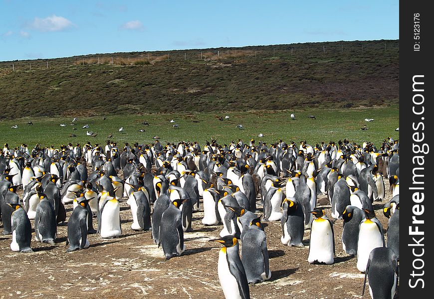 A small portion of the Volunteer Point King Penguin Colony on the Falkland Islands. A small portion of the Volunteer Point King Penguin Colony on the Falkland Islands