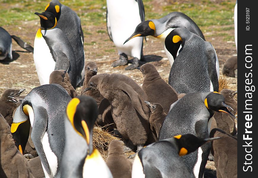 King chicks in a creche for protection and warmth. 6+ years old. King chicks in a creche for protection and warmth. 6+ years old