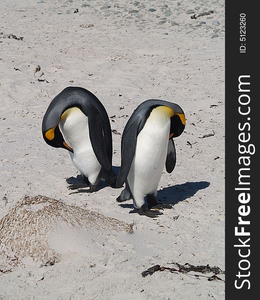 King penguin pair grooming on the beach