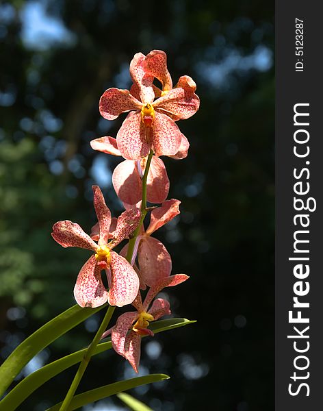 Wild red orchid flower in a garden. Wild red orchid flower in a garden