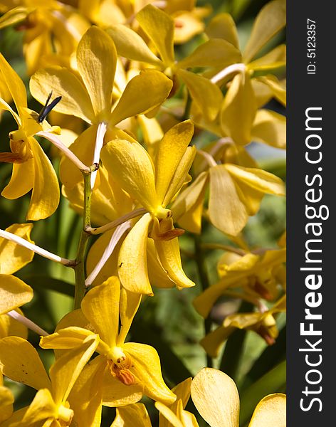 A bunch of yellow orchids in garden