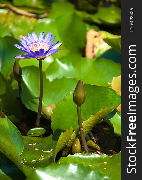 Beautiful blue pond lily flower