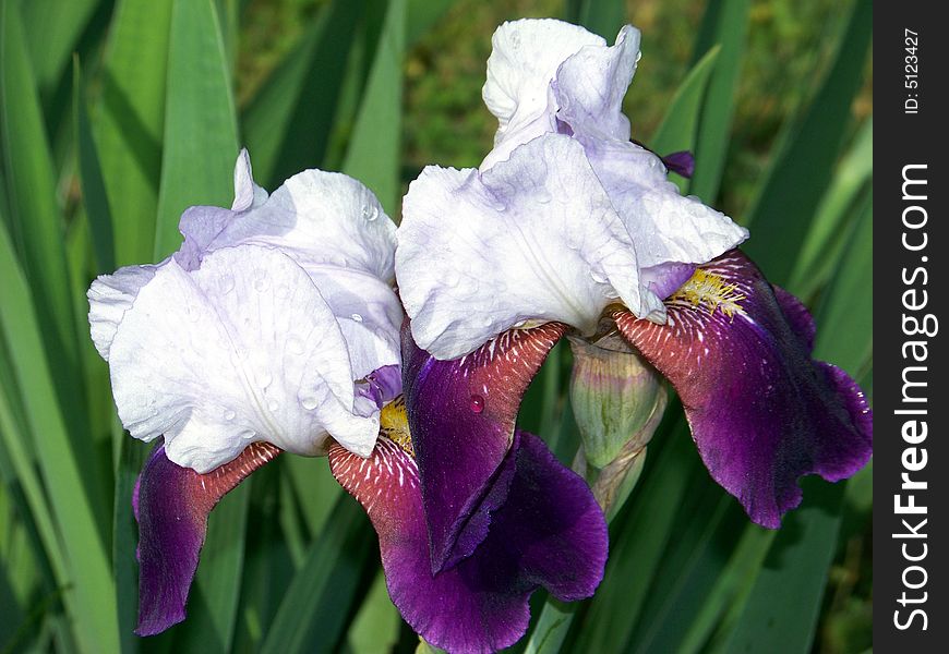 A Couple of Purple and White Bearded Iris. A Couple of Purple and White Bearded Iris