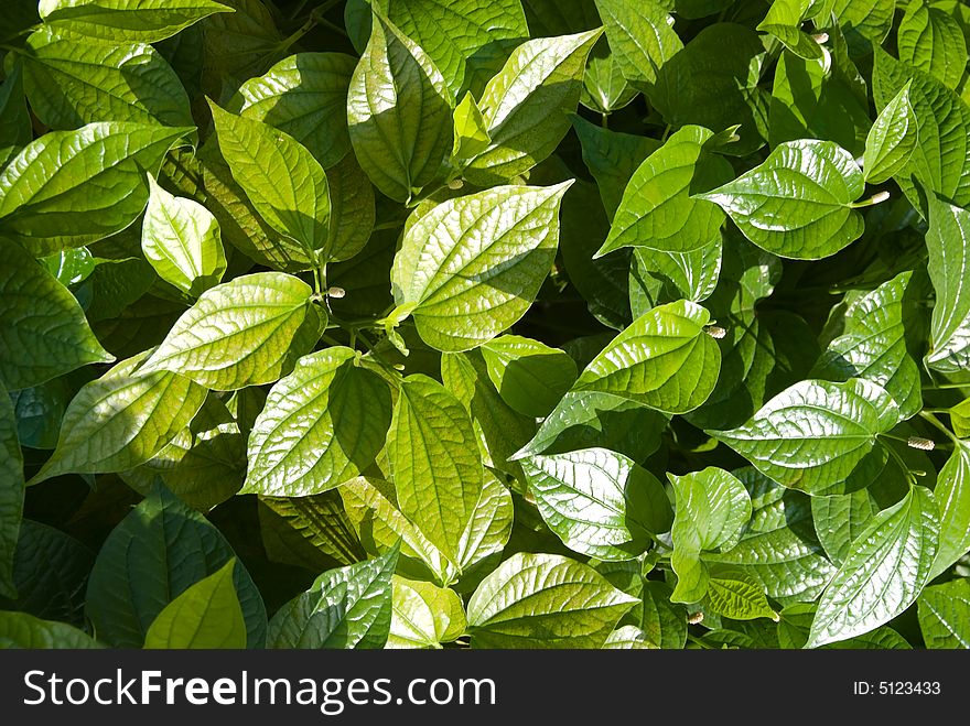 Green leaves, suitable as nature background