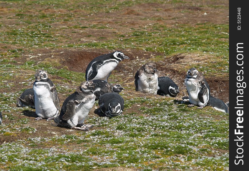 6 month old Magellanic penguin chicks on their own. 6 month old Magellanic penguin chicks on their own