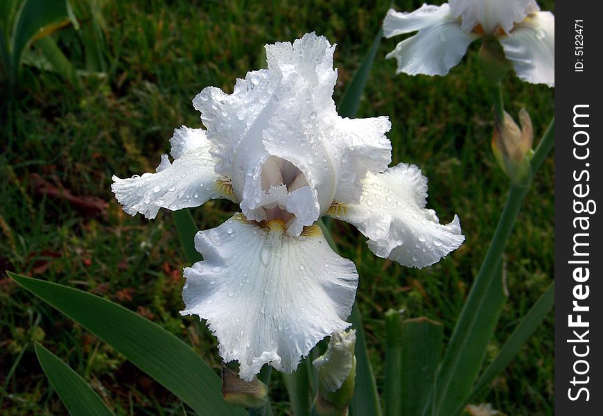 A White Bearded Iris covered in Morning Dew. A White Bearded Iris covered in Morning Dew