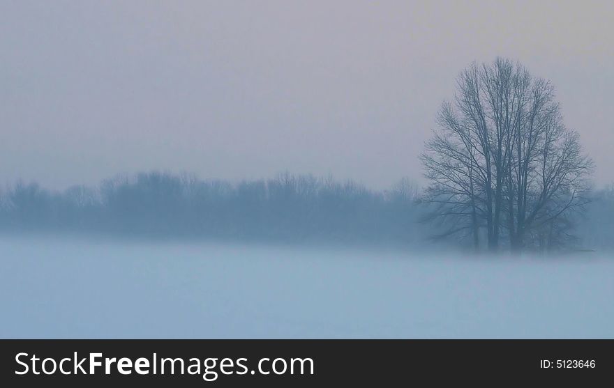 Large tree in front of a tree line on a snow fog day. Large tree in front of a tree line on a snow fog day