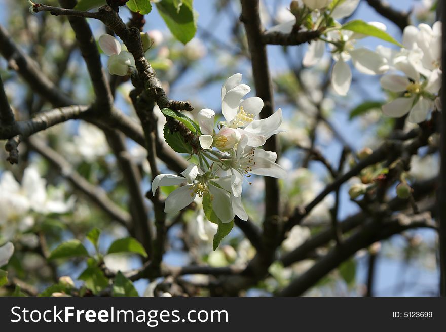 An apple tree with the blossom in full bloom and blue sky behind. An apple tree with the blossom in full bloom and blue sky behind