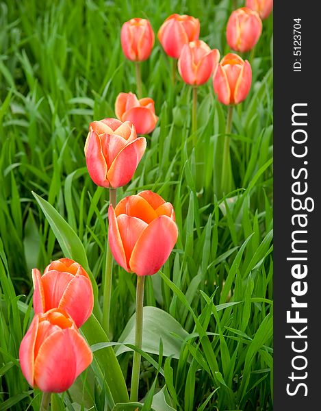 Beautiful red tulips growing in the perfect green field. Beautiful red tulips growing in the perfect green field