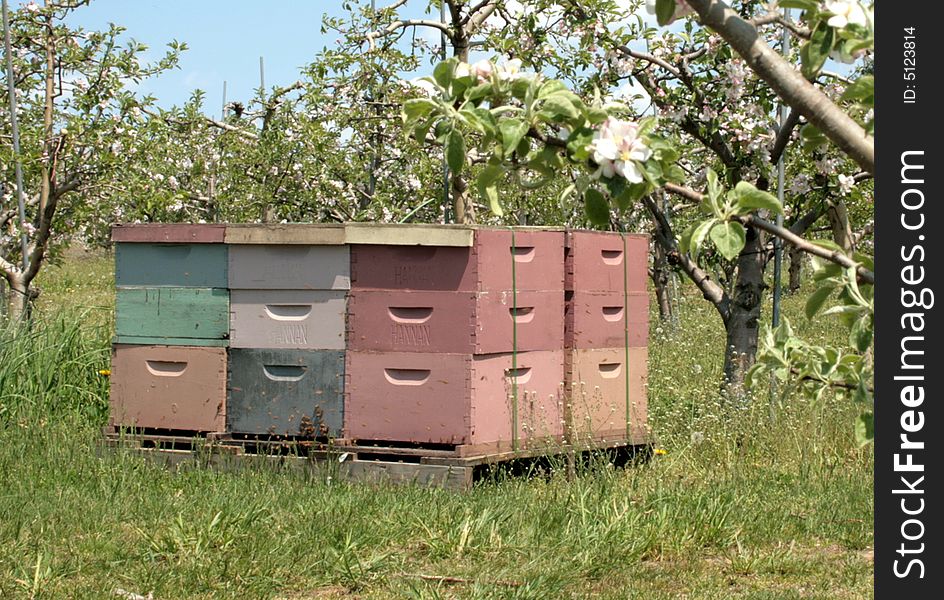 Bee hives in a blossoming apple orchard in May