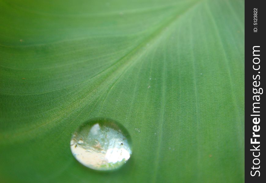 Dew drop on a banana leaf !. Dew drop on a banana leaf !