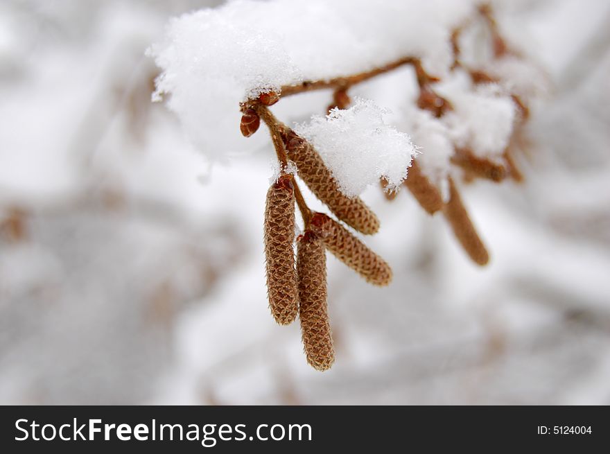 Birch buds in the winter under snow