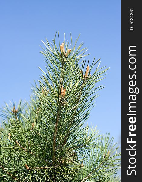 Pine-tree Buds  On The Background Of The Blue Sky