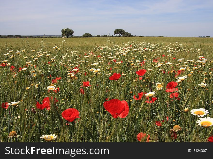 Wheat field with poppies and white flowers. Wheat field with poppies and white flowers