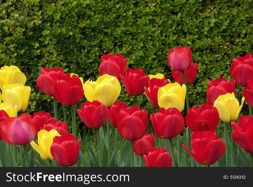 Red and Yellow Tulips in the Sun. Red and Yellow Tulips in the Sun