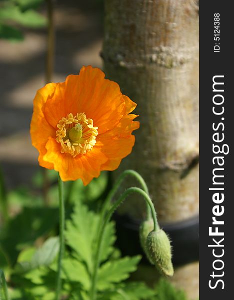 An orange coloured poppy in the sunlight with a drooping bud next to it. An orange coloured poppy in the sunlight with a drooping bud next to it