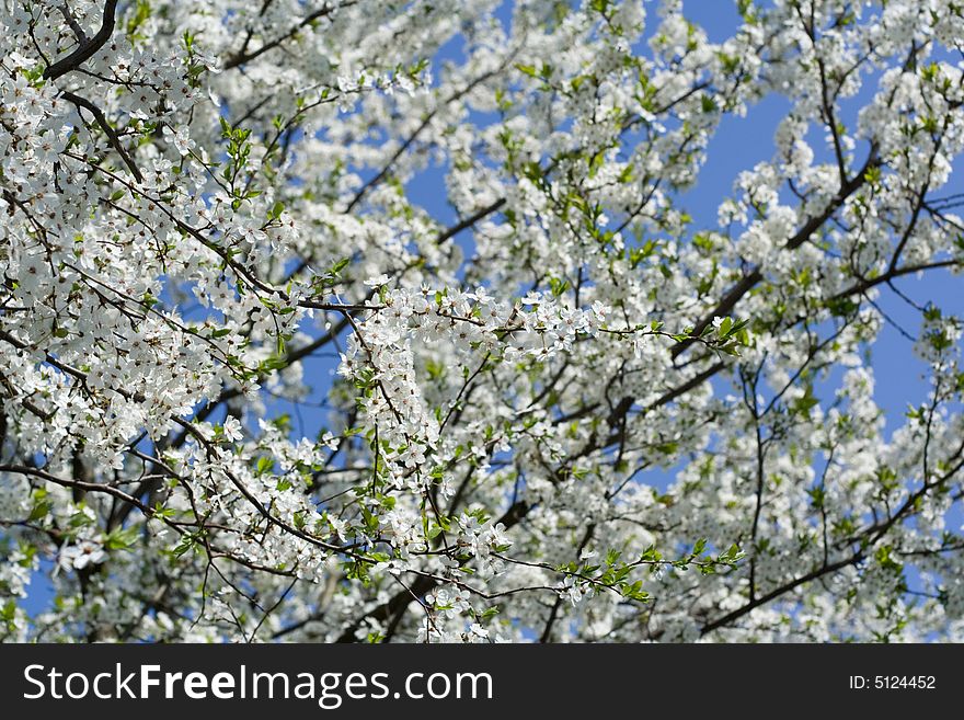 Blooming cherry tree, photo on background of the blue sky