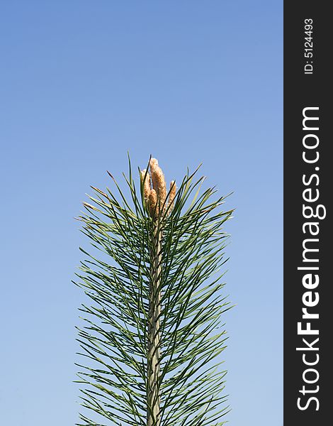 Pine-tree Buds  On The Background Of The Blue Sky