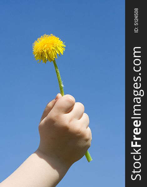 Dandelion in the palm, on background of blue sky