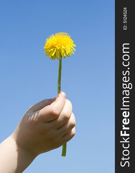 Dandelion in the palm, on background of blue sky