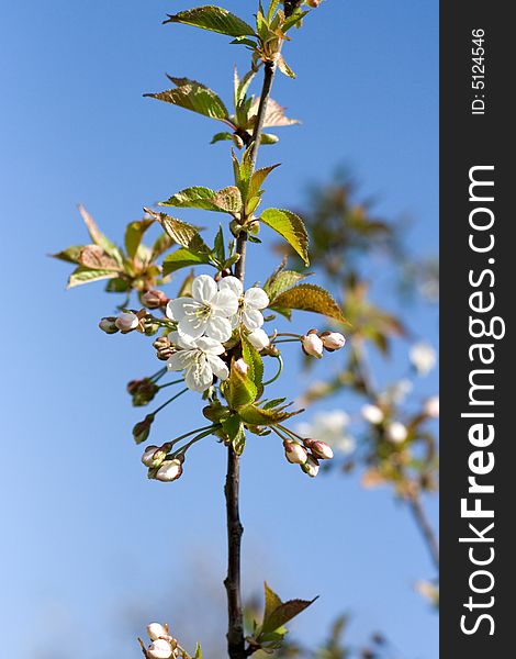 Blooming cherry tree, photo on background of the blue sky