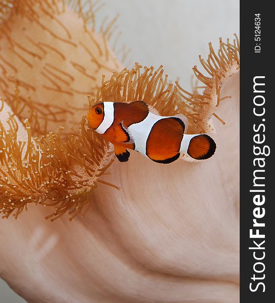 Clownfish Amongst Reef