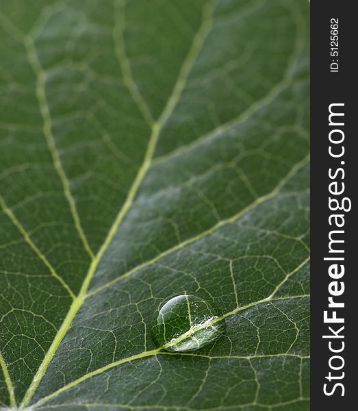 A macro of water drop on green leaf. A macro of water drop on green leaf