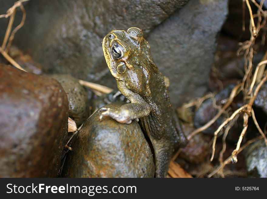Wet frog resting on rock