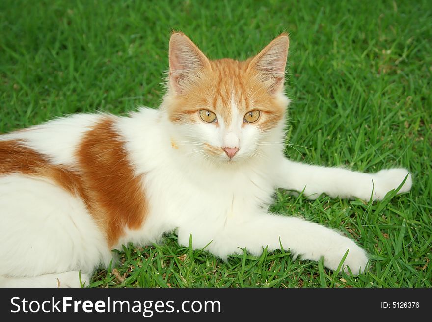 Beautiful red and white kitten on the grass.