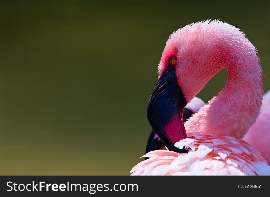 A close up of a Bright flamingo