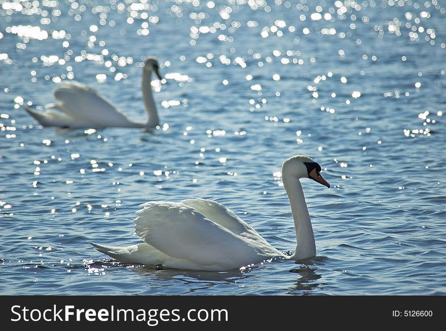 Two floating swans in Riga gulf.