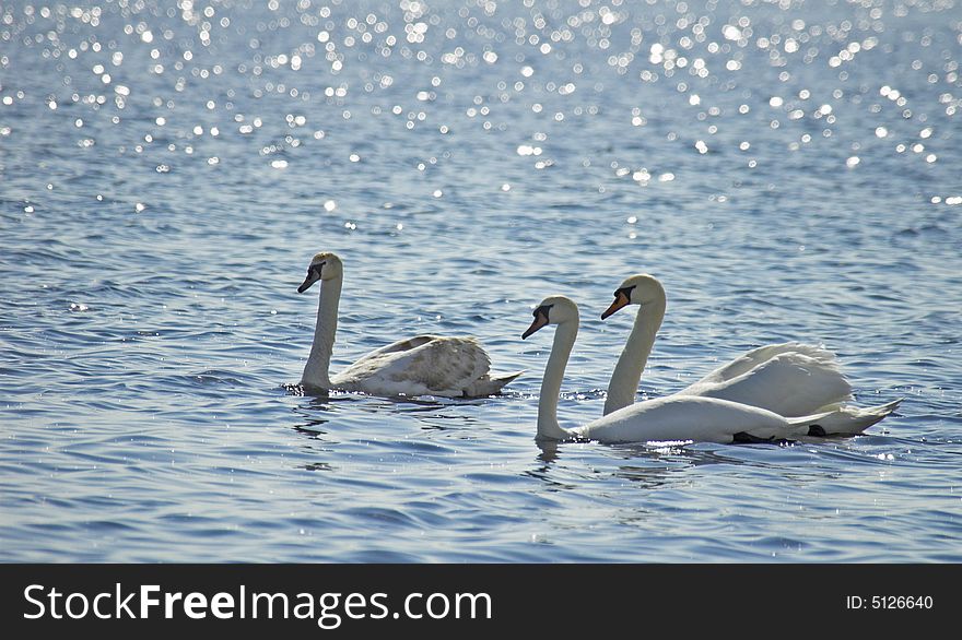 Floating family of swans in Riga gulf. Floating family of swans in Riga gulf.