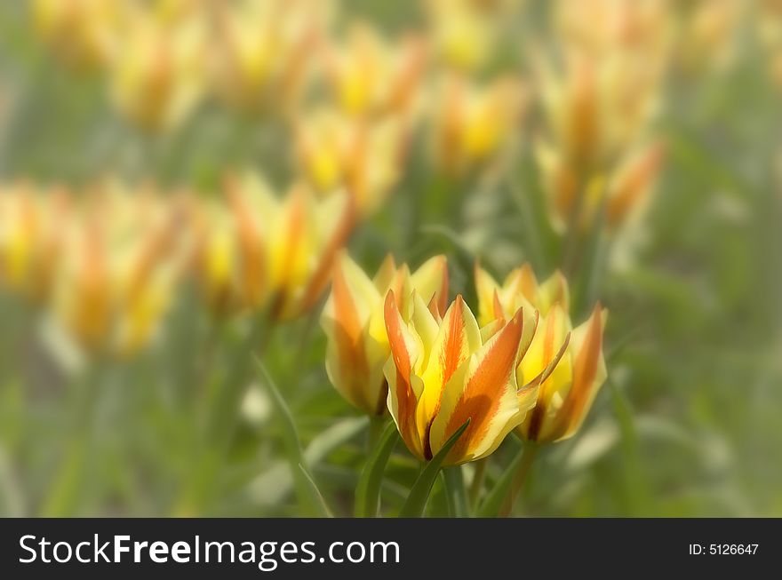 Blooming orange and yellow tulips. Blooming orange and yellow tulips.