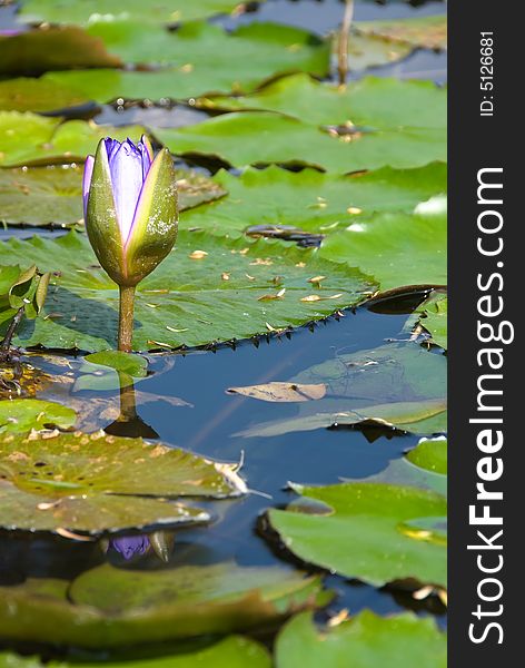 Pond lily flowers in water