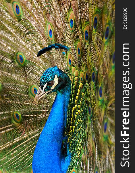 The peacock in the ZOO. Lesna, Czech republick.