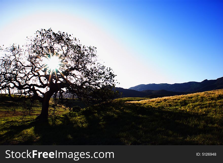 A silhouette of a oak tree at point mugu state park in the santa monica Mountain, california. usa