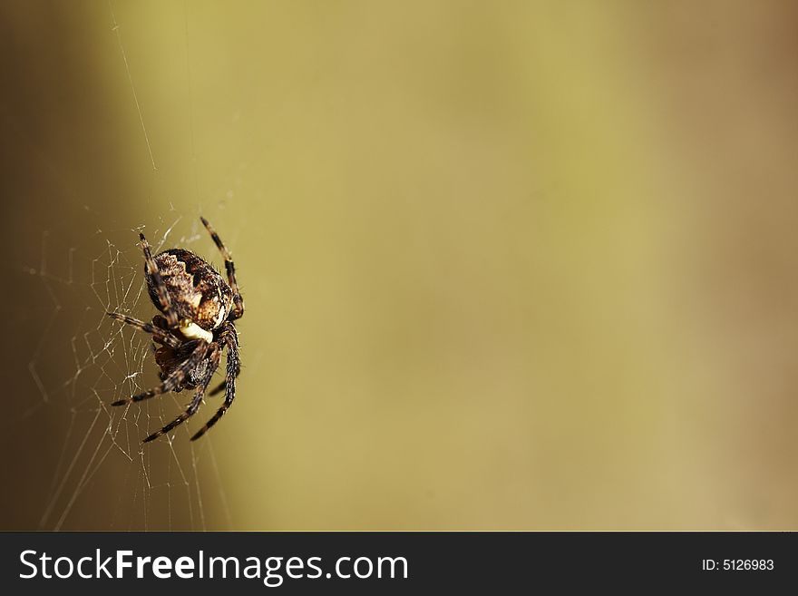 Spider On Web Close-Up