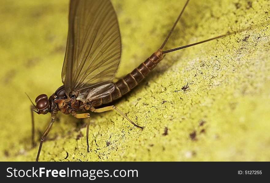 A close up macro photograph of a mayfly. A close up macro photograph of a mayfly