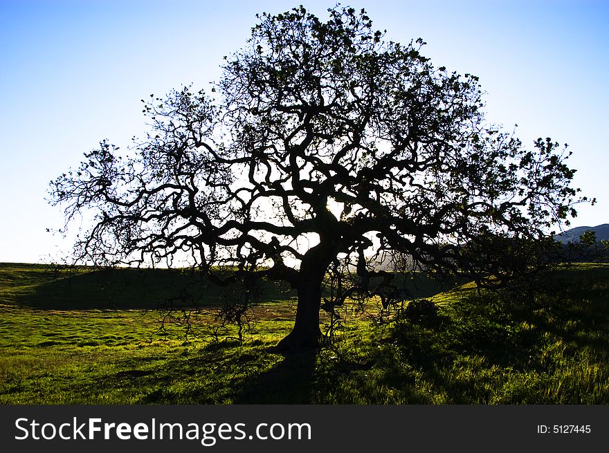 A silhouette of a oak tree at point mugu state park in the santa monica Mountain, california. usa