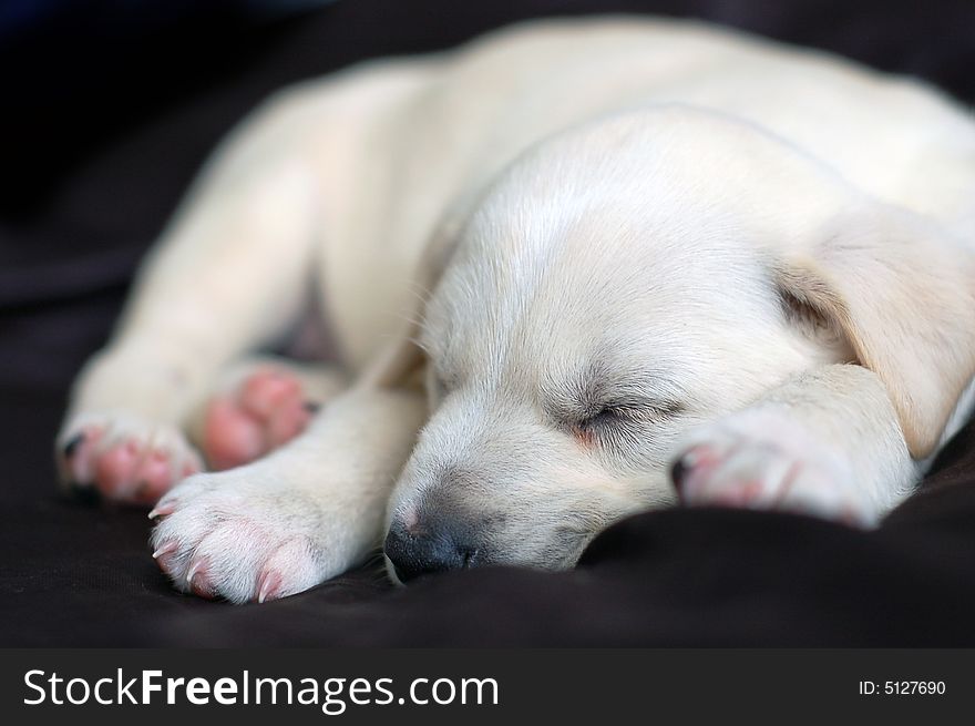 Sleeping Labrador puppy high resolution photo