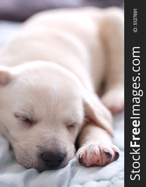 Sleeping Labrador puppy high resolution photo