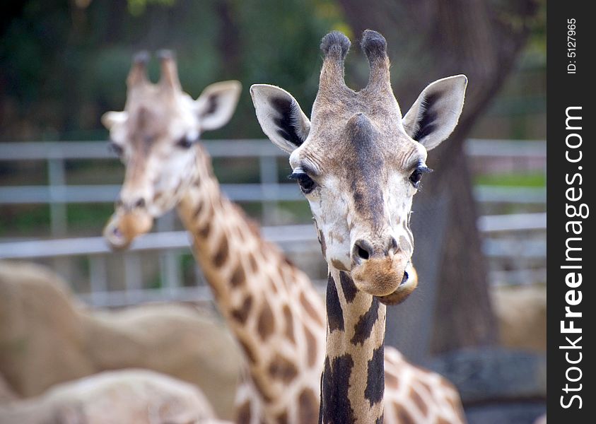 Picture of giraffe taken at Barcelona Zoo. Picture of giraffe taken at Barcelona Zoo