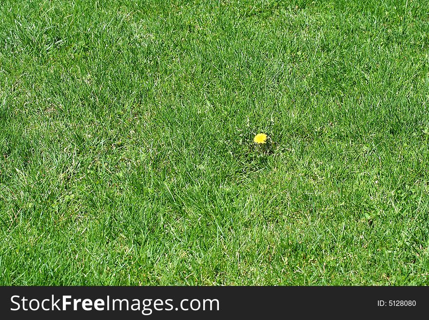 A Single dandelion in some green grass
