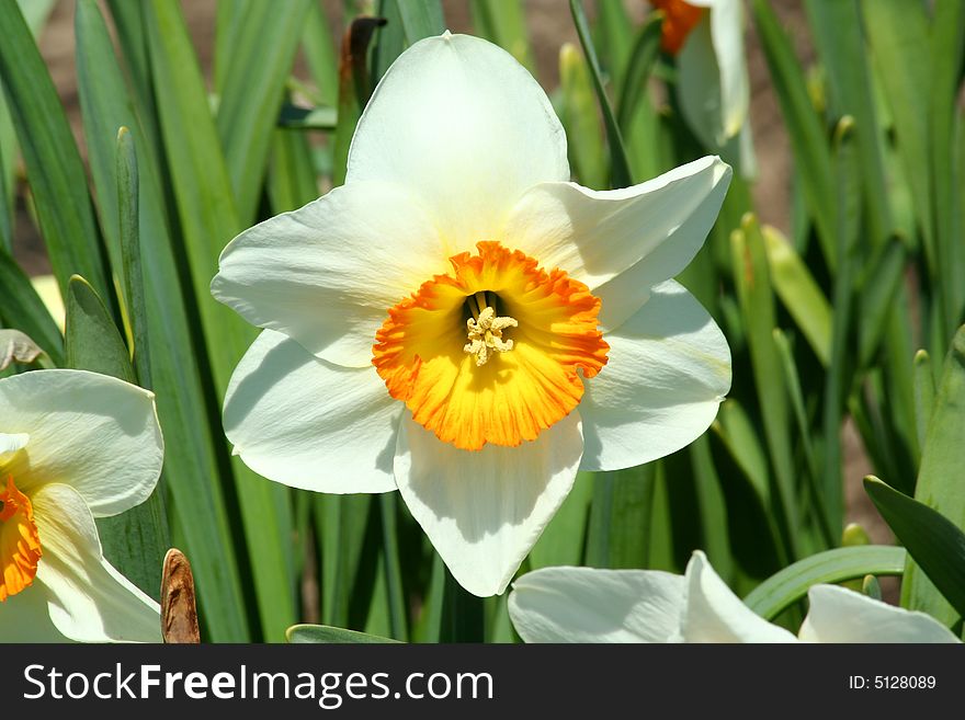 A close up of a yellow daffodil